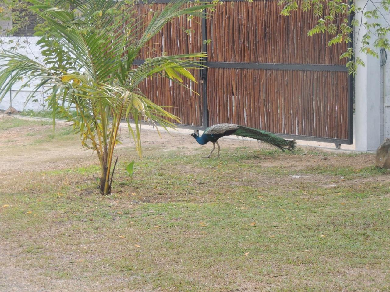 Ma Villa Unawatuna (Adults Only) Eksteriør billede